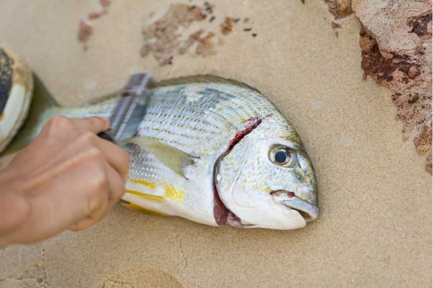 ReelSonar Digital Fish Scale Tape Measure 99lb/45kg and Fish Lip Gripper